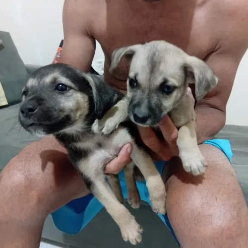 Cachorro filhotes