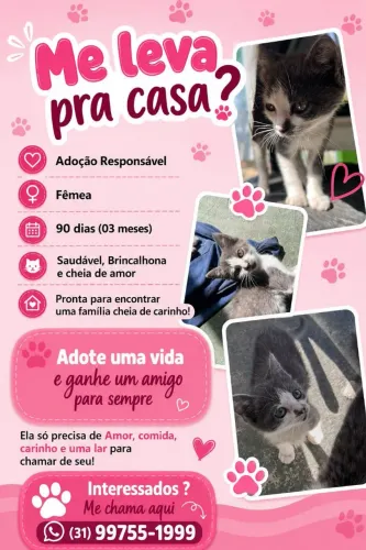 Filhotes de gato para adoção