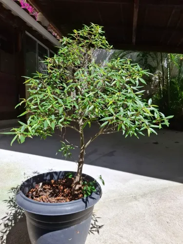 Pré bonsai Ficus Nerifolia