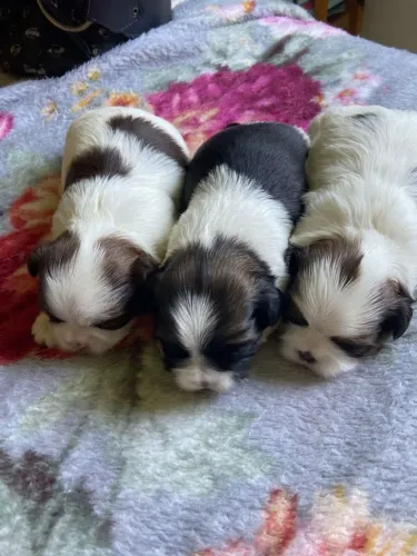 Lindos filhotes de Shi-tzu
