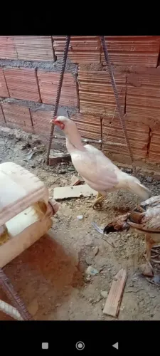 Aves