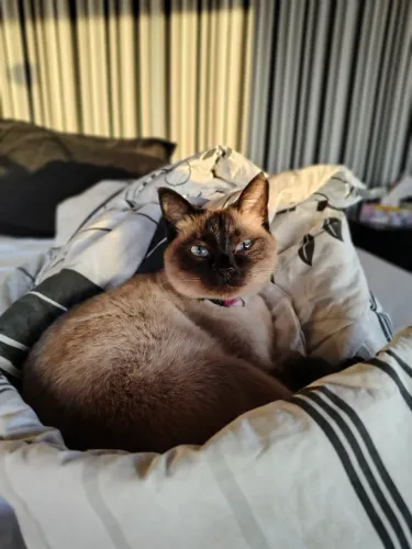 Gata siamesa castrada para adoção 