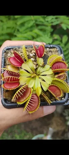 Planta carnívora Dionaea muscipula