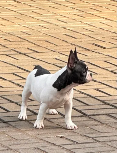 Bulldog fêmea 3 meses