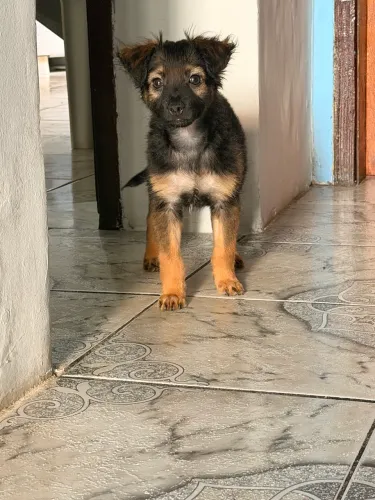 Estou adotando esse cachorro