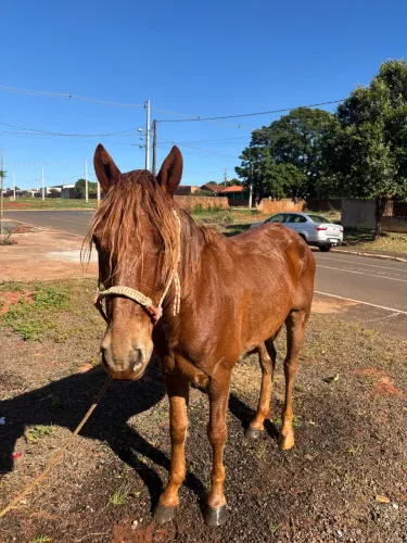 Cavalo com 6/7 anos de idade.
