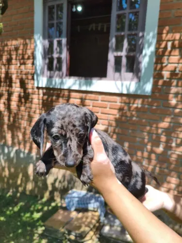 Salsicha: Filhotes Criados com Muito Carinho