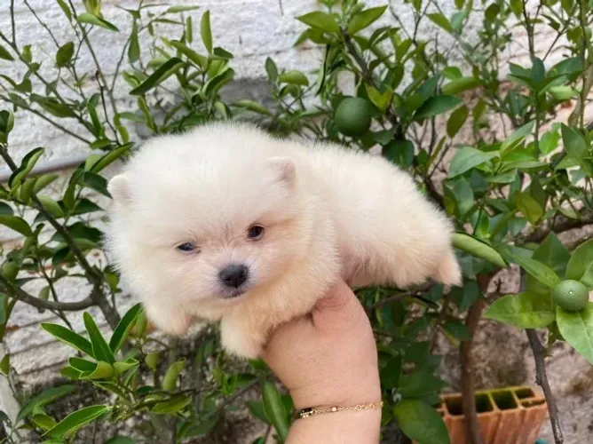 Spitz Alemão Filhote Uma Companhia Que Vai Encantar Você