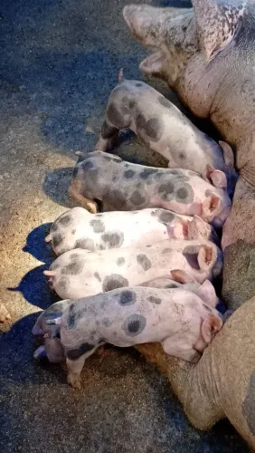 Porco disponíveis