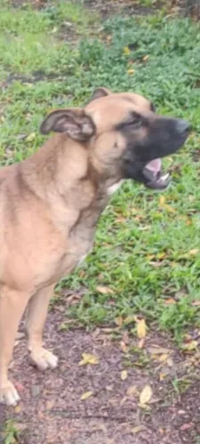 Doação de cão raça molinoa mistura 