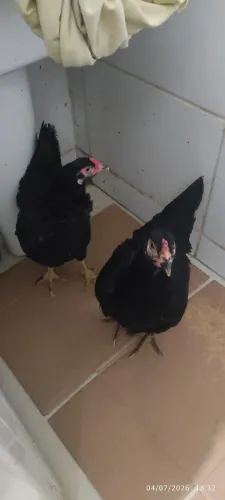 Galinhas Pretas à VENDA
