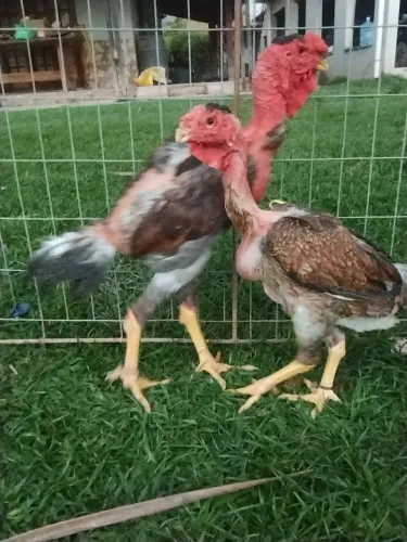 Casal de frango Calcuta polaco