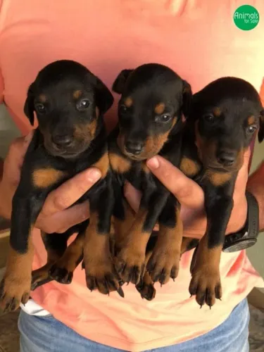 Doberman Padrão da Raça