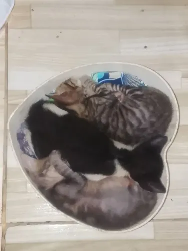 3 lindos gatinhos pra adoção rrsponsavel