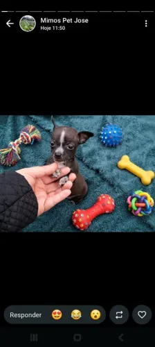 Pinscher zerinho