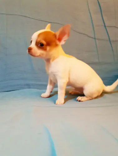 Chihuahua Macho