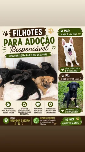 Doação filhotes de cachorro 