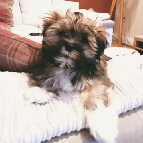 ?Venda de filhotes de Lhasa Apso - confira?
