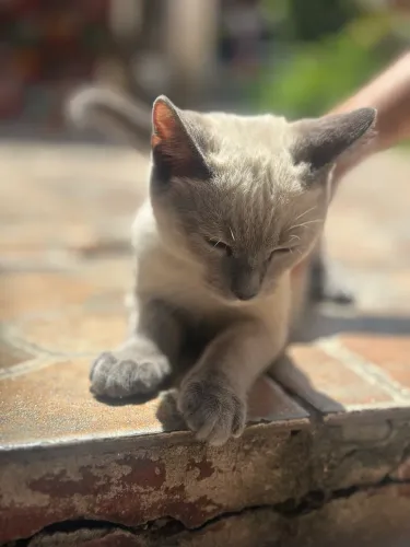 Gato 