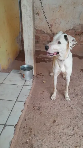 Doação de cachorro