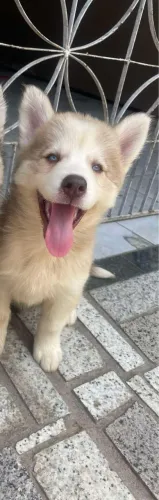 Husky siberiano 