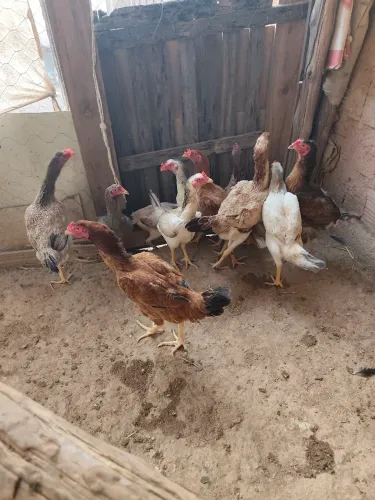 Vende-se galinhas boa e novas todas botando