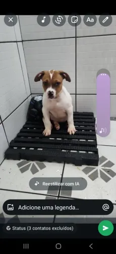Filhote de pit bull