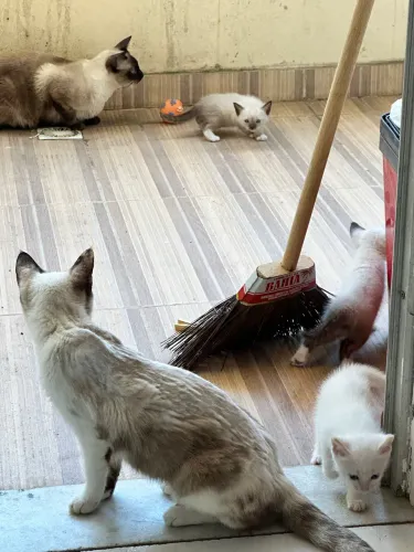 Gatinhos a doação 