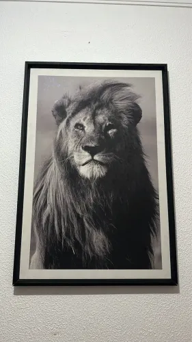 Vendo quadro de leão 
