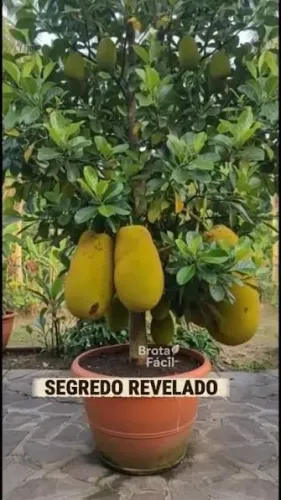 CULTIVE E TENHA FARTURA EM CASA NO ESPAÇO CURTO