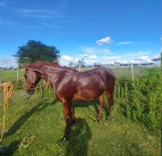 Cavalo mestiço quarto de milha