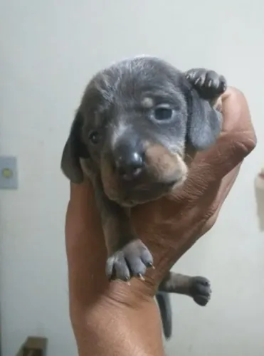 Filhotes de Basset ( Daschund/Teckel )