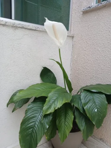 Plantas