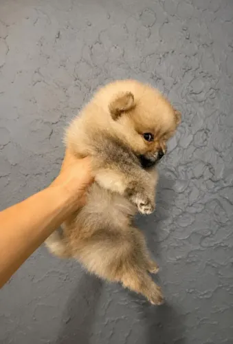 Spitz Alemão 