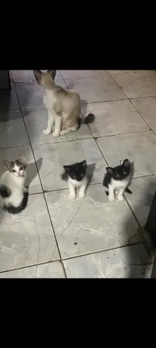 Lindos gatinhos para uma doação responsável