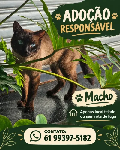 Gato para adoção responsável