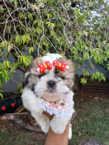 Vendo filhote de shihtzu fêmea tricolor