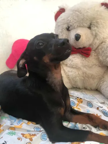 Cachorro pinscher macho