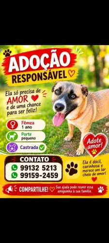 Adoção responsável