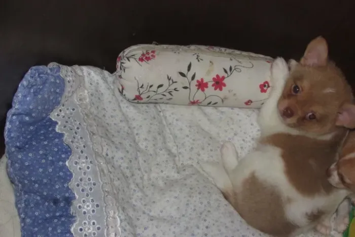 Lindo filhote de chihuahua