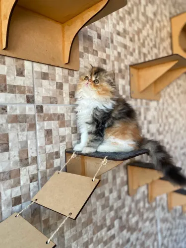 Gato persa 
