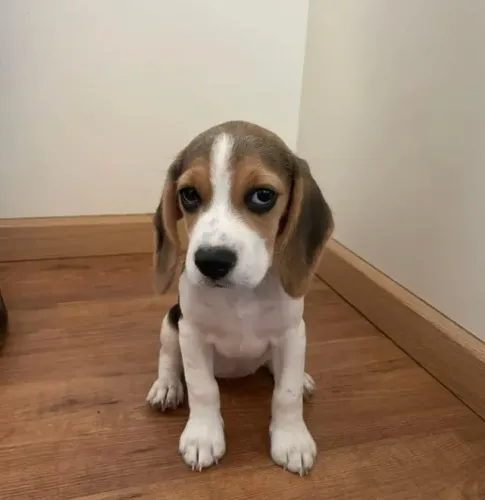 Filhotes de Beagle | Filhotes que deixam qualquer ambiente mais alegre.