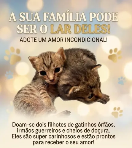 Doação de gatos 