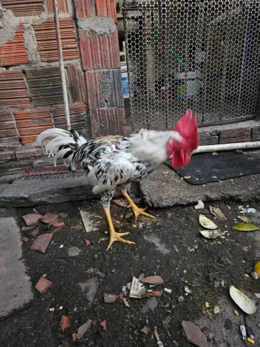 Vendo galo novo e fogoso!
