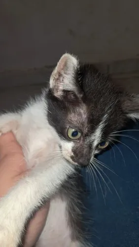 Filhotes de gato 