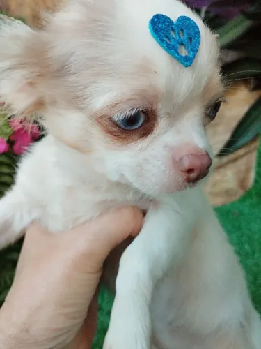 Chihuahua entregue na sua porta com carinho