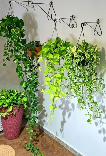 Plantas pendentes 