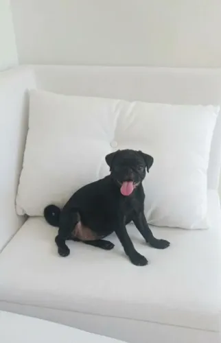 FILHOTE PUG FÊMEA