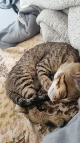 Doação dessa linda gatinha