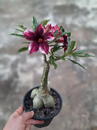 Rosa do deserto Barby Girl